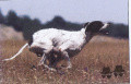 Pedigree FIANO DEL VOLTURNO Pedigree FIANO DEL VOLTURNO